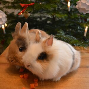 Zwergkaninchen Hanni und Toni