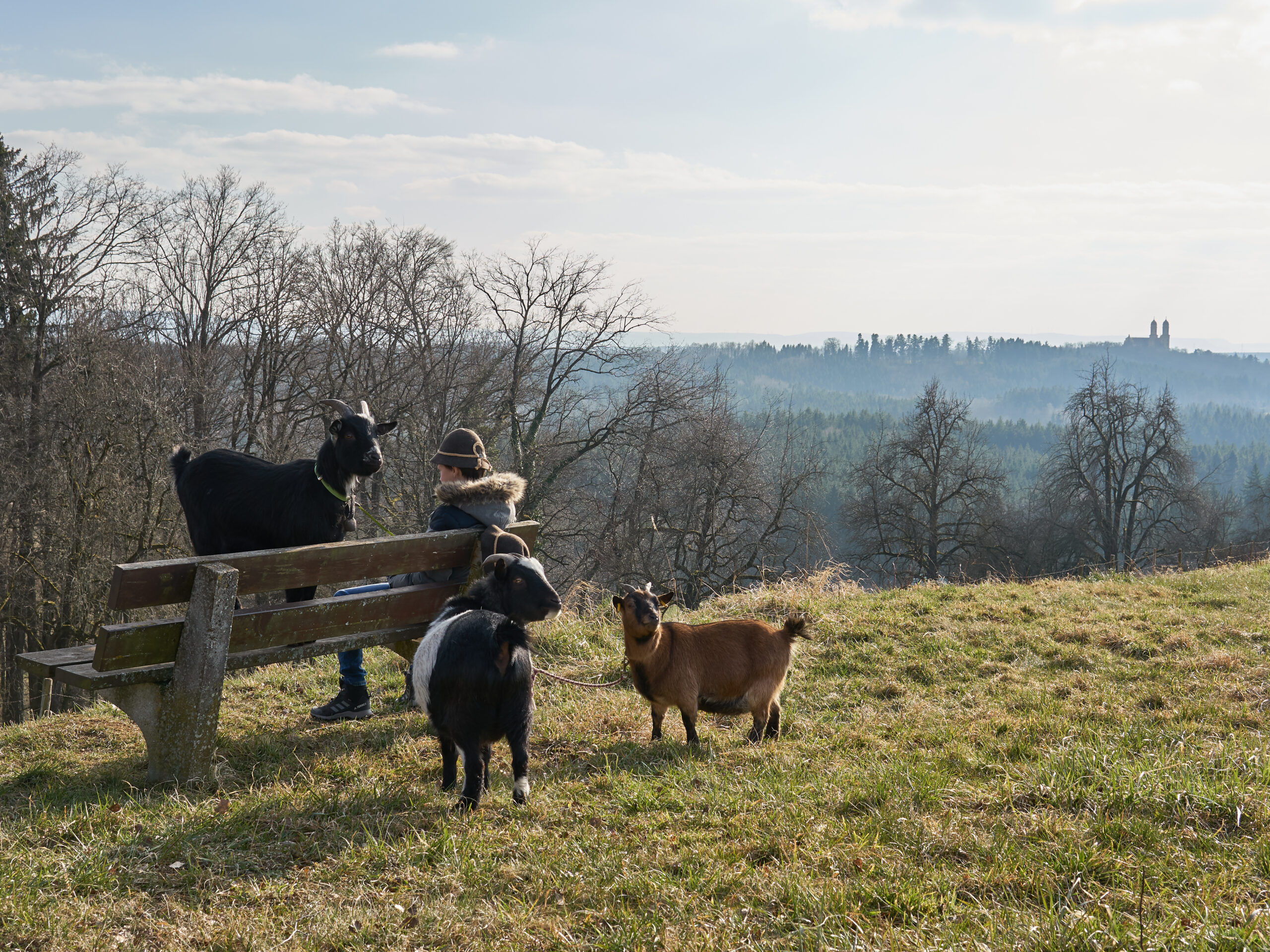 Ziegenwanderung